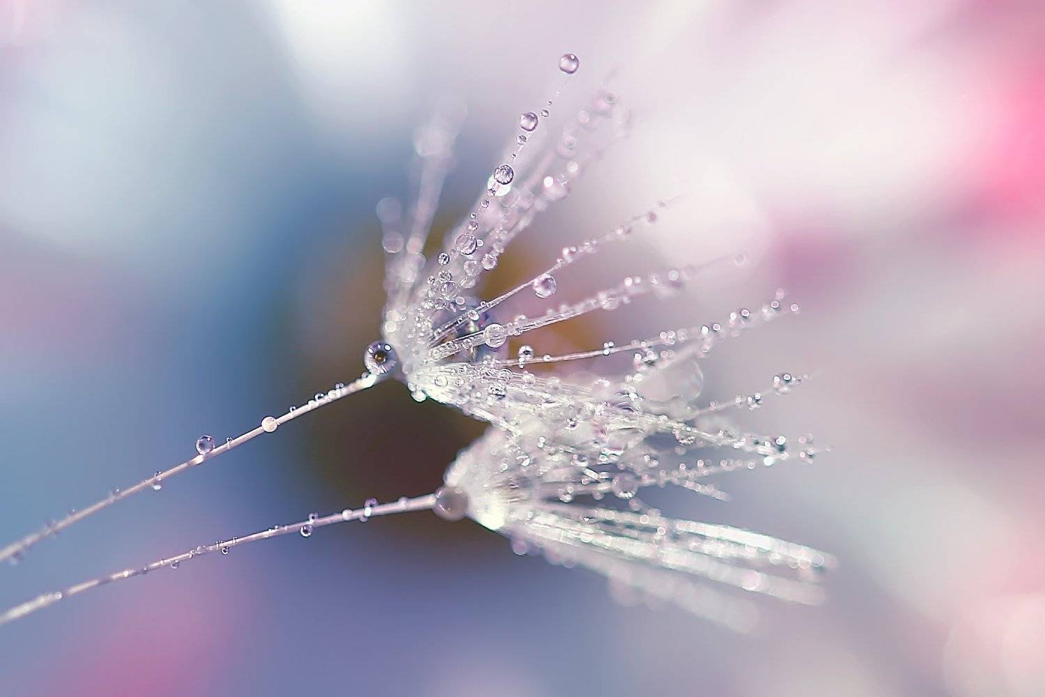 , Юлия Войнич