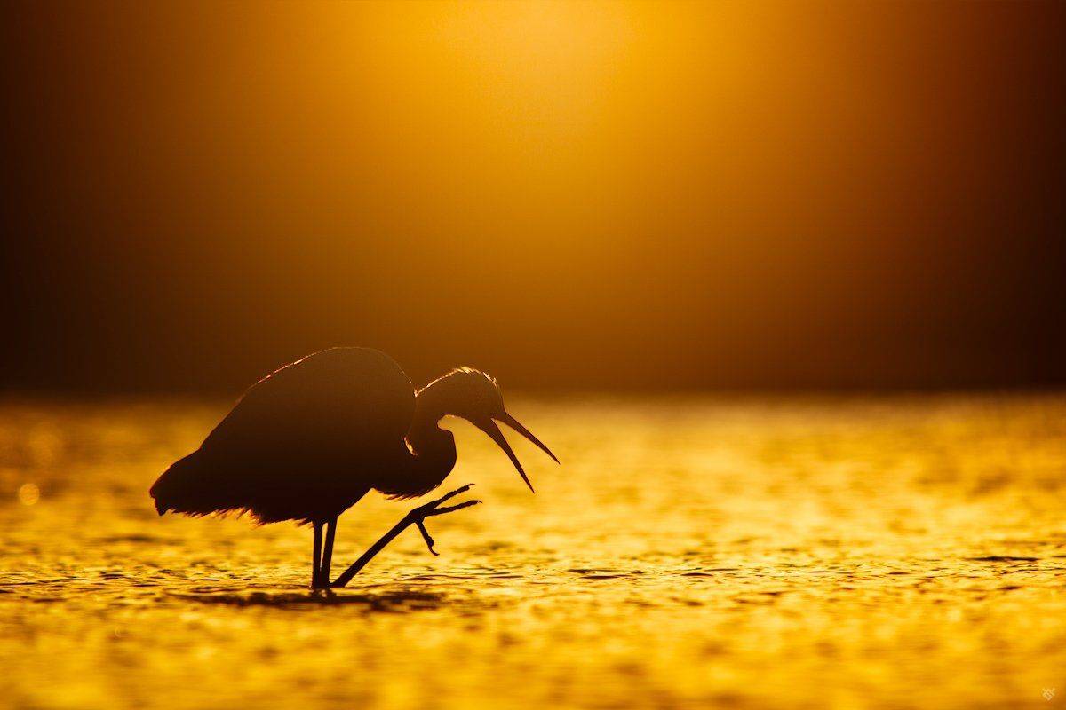bird, wildlife, morning, sunrise, Ardea alba, Great egret, Wojciech Grzanka