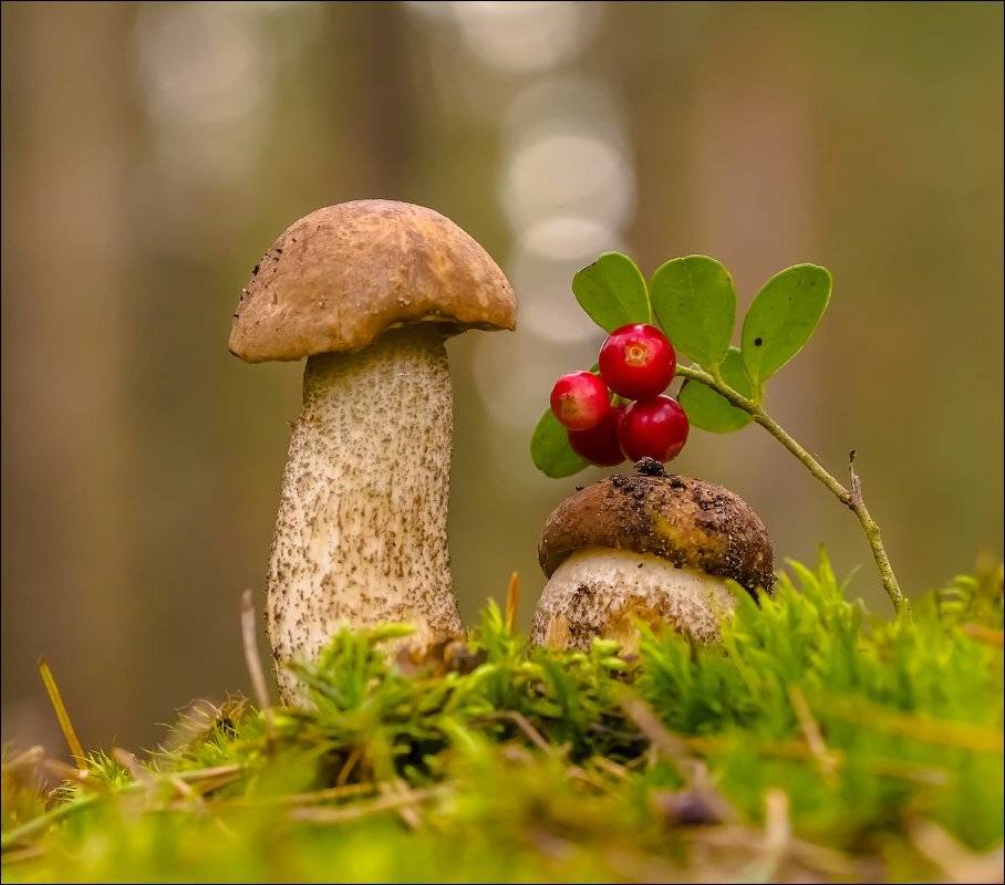 , Бурлов Андрей