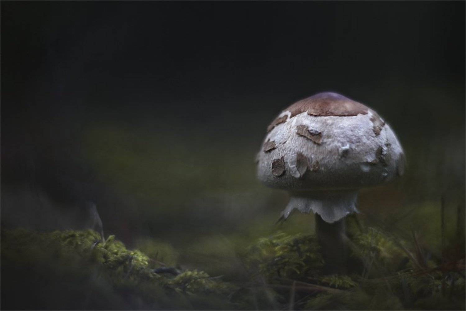 , Наталья Ова