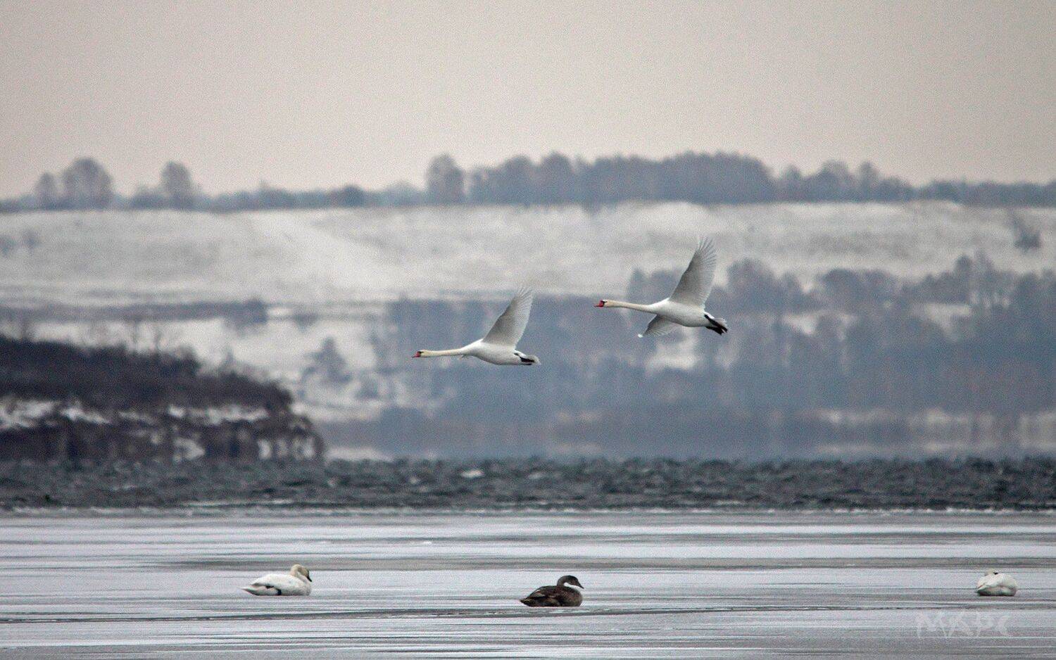 животные птицы лебеди ноябрь озеро кандры-куль башкортостан, Шангареев Марс