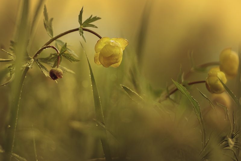 купальница,цветы,цветок,природа,макро,растения,flowers,macro,bokeh,plants,nature Дождливый вечер фото превью
