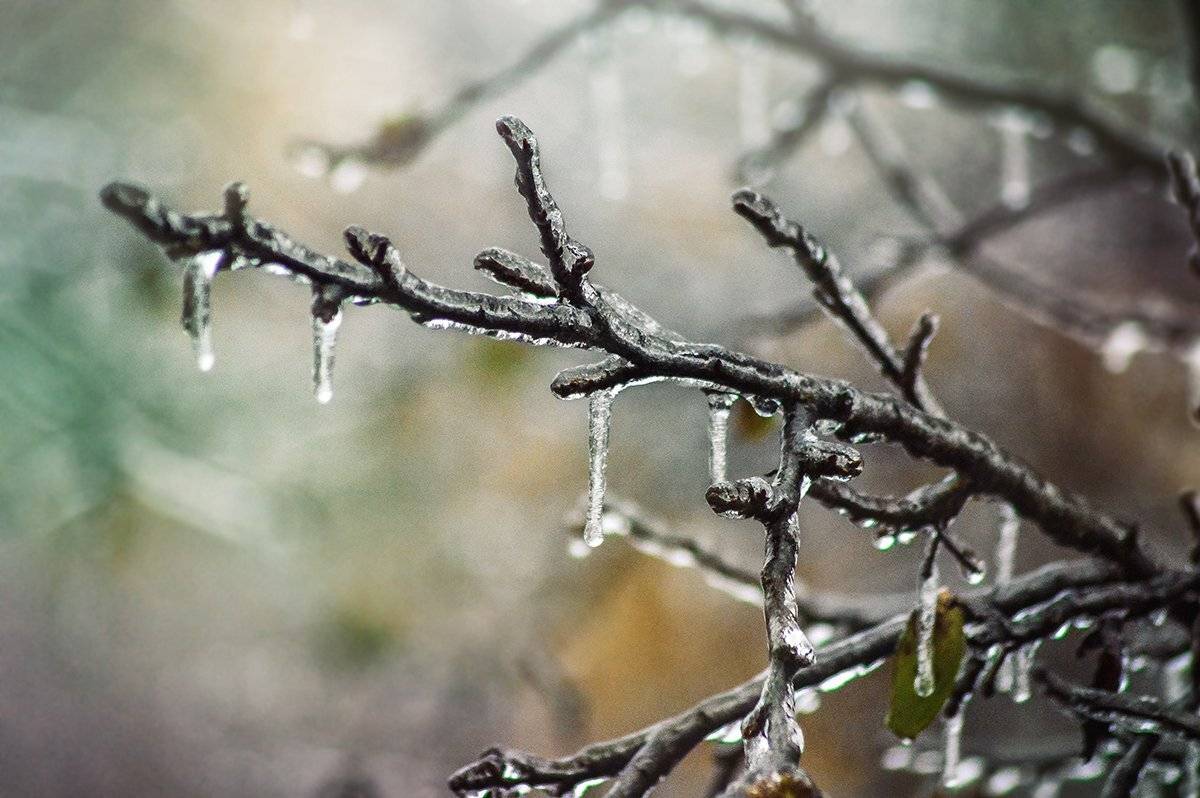 ледяной дождь, анна чернякова, природа, Чернякова Анна