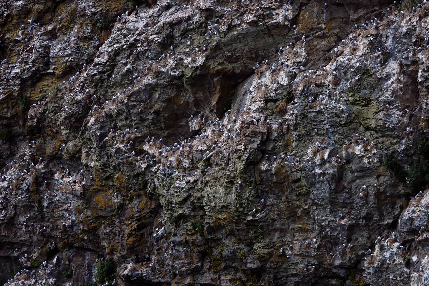 чайки, моевки, говорушки, птичий базар, скала, остров беринга, командорские острова, Дмитрий Уткин