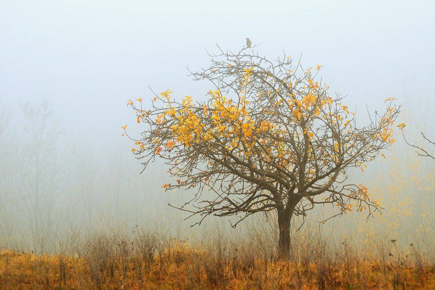 , Stefan Chirobocea