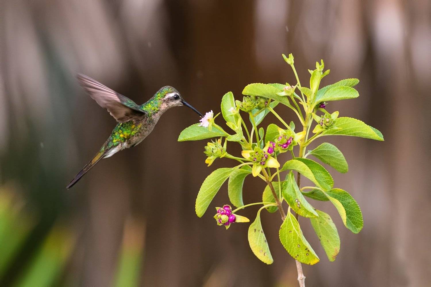 птицы, колибри, куба, дикая природа, wildlife, nature, cuna, birds, Илья Гомыранов