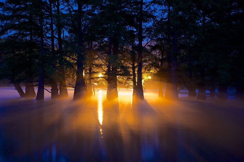 роща болотных кипарисов сукко рассвет утро Сон исполинов фото превью