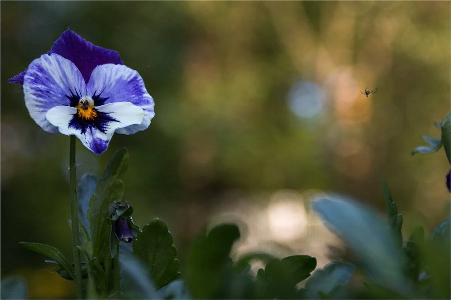 паук, цветок., Куликова Ирина