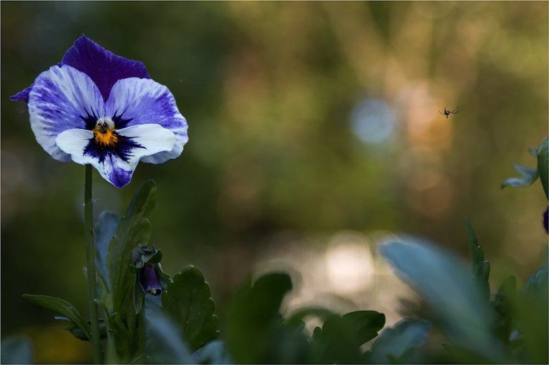 паук, цветок.  фото превью