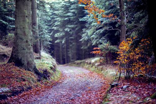 forest