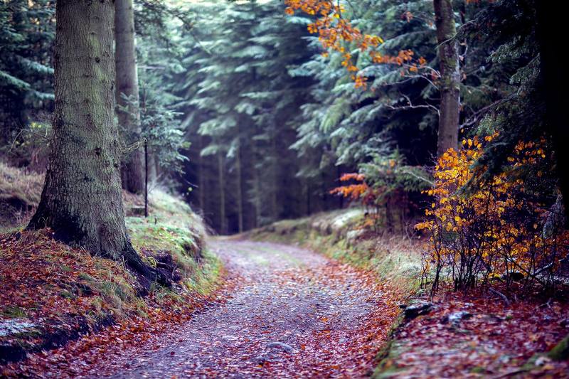 morning, forest, nature, landscape forest фото превью