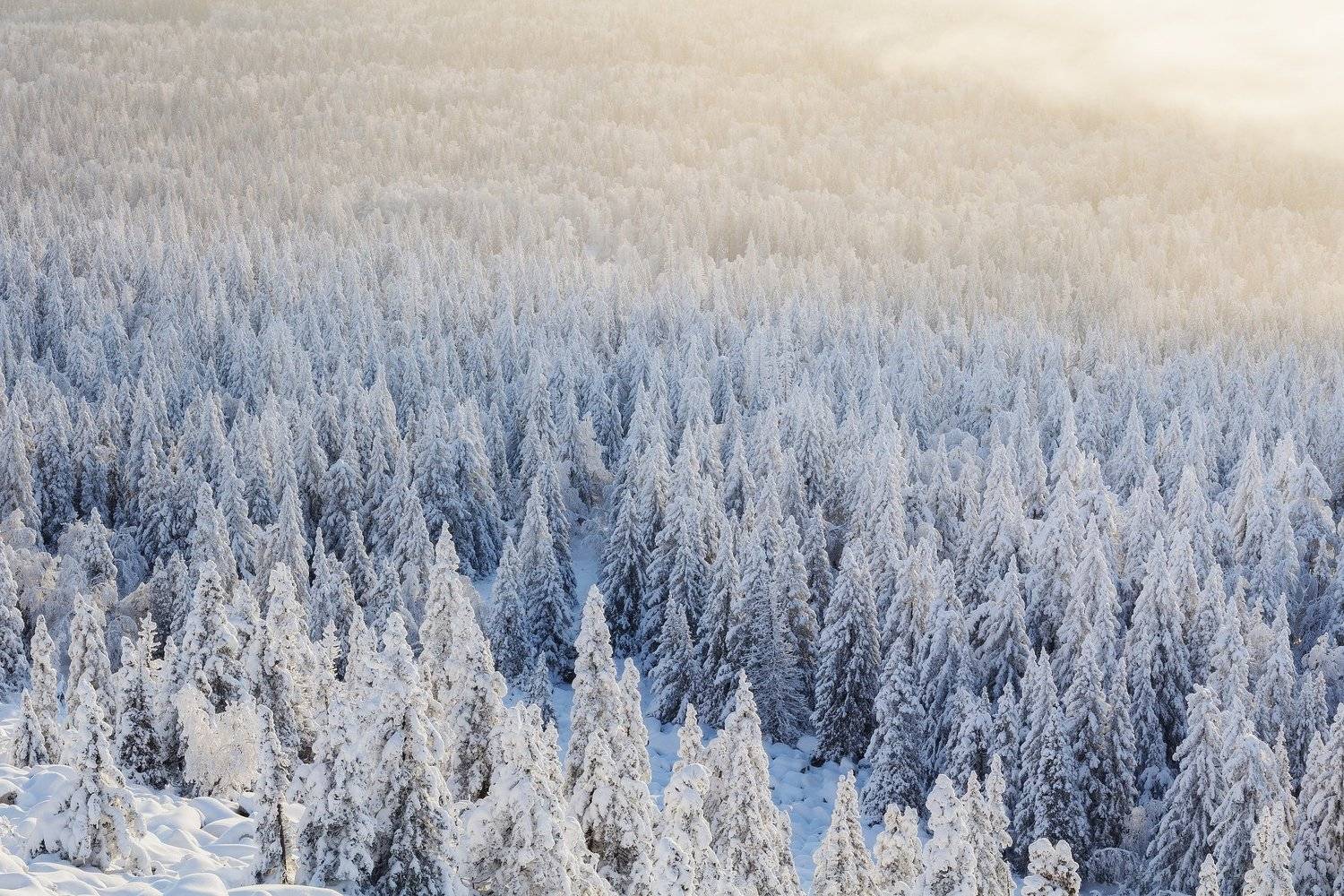 урал, южный урал, лес, зимний лес, зюраткуль, Сергей Гарифуллин