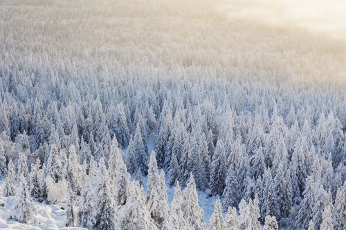 Уральский лес.