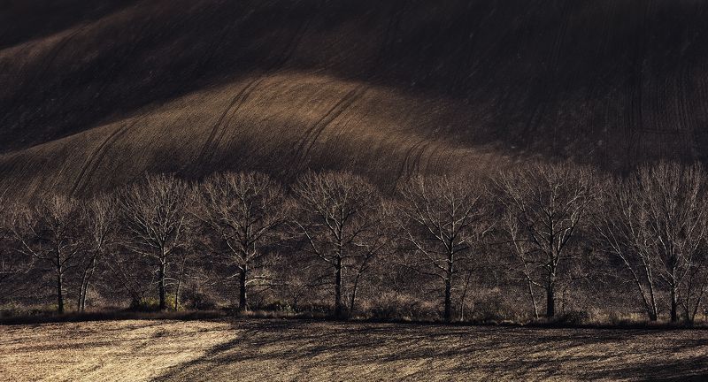 Trees and fields
