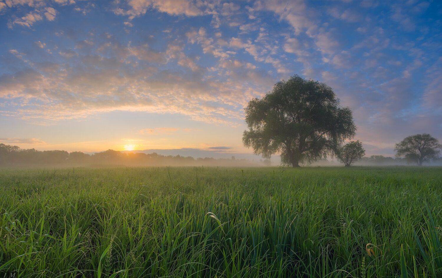 утро, весна, луг, туман, morning, fog, spring, I'M