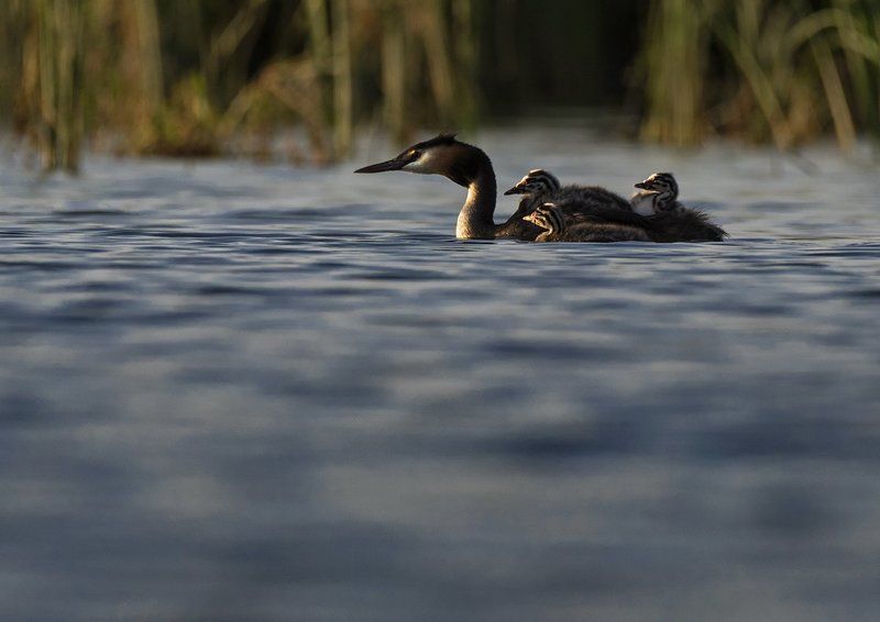 чомга Чомга фото превью