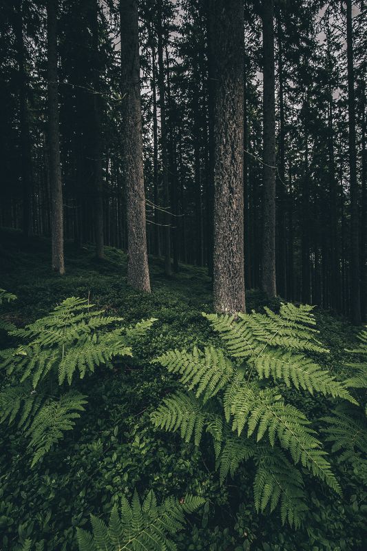 Австрия, Альпы, лес, папоротник Magical forest фото превью