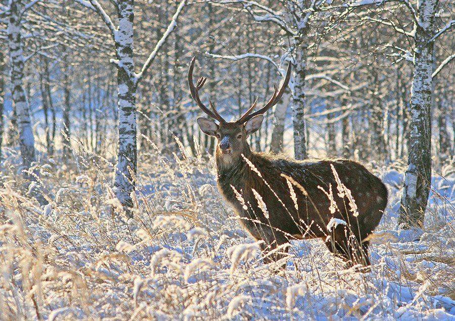 , Михаил Крюков