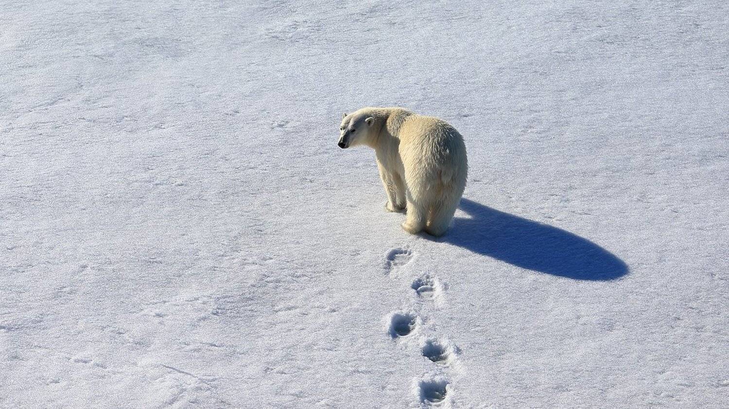 фотографандреевандрей, северныйполюс, northpole, арктика, arctic, ice, снег, лёд, круиз, expiditions, travel,  белыймедведь, медведь, polarbear, животное, natgeowild, Андрей
