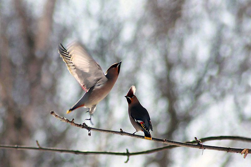 птицы Свиристель ) фото превью