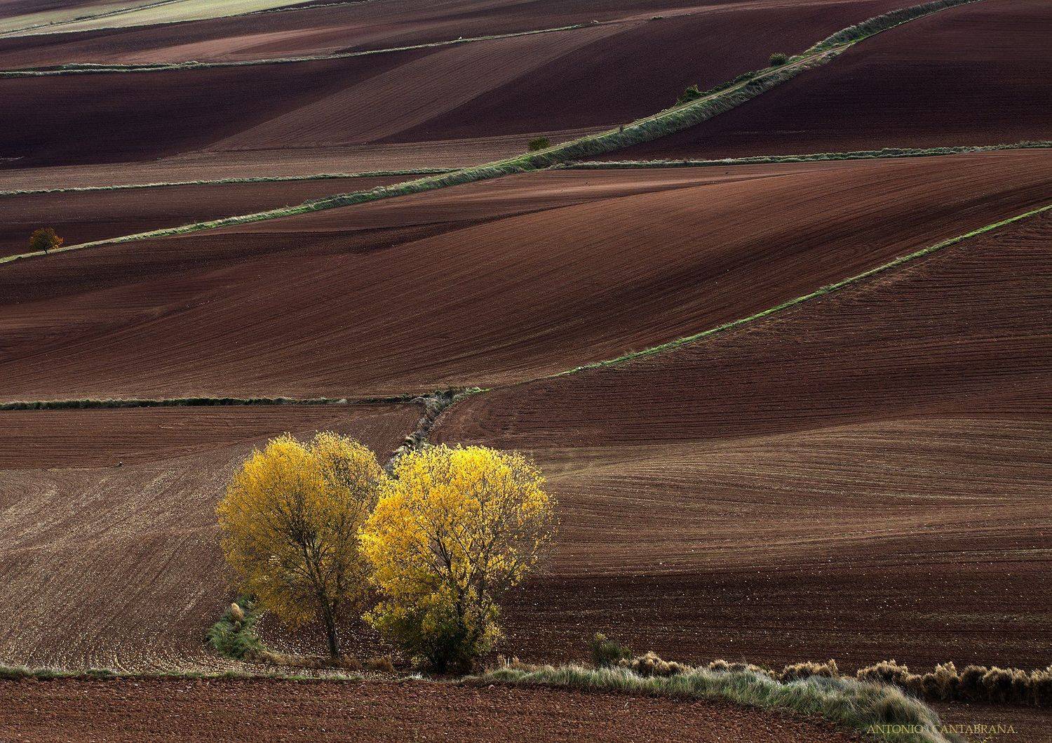 , Antonio Cantabrana