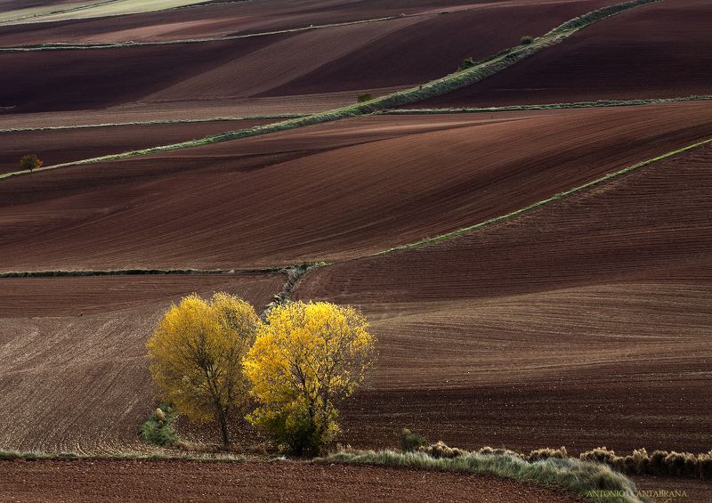 Raices фото превью