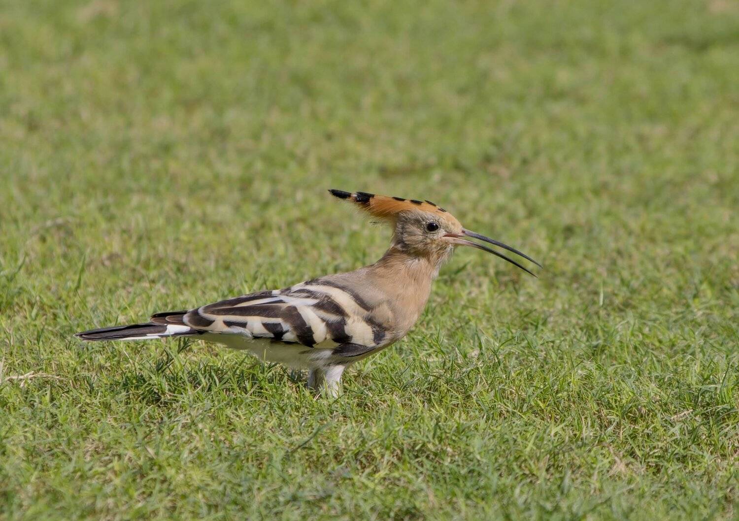 birds,animals,, Jacek