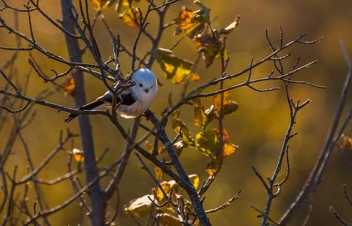 Ополовник, или длиннохвостая синица