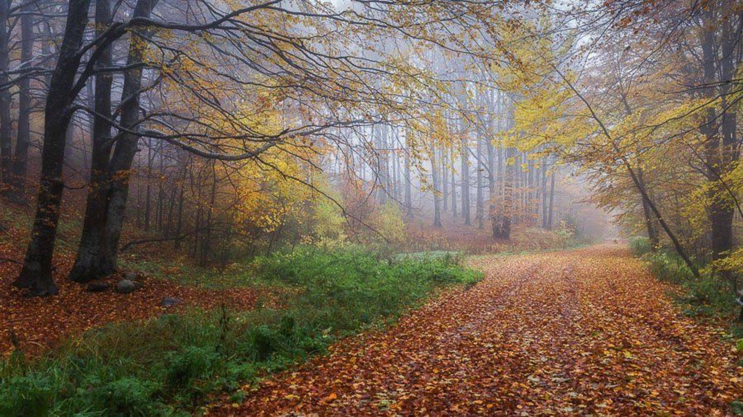 , Ирина Костова