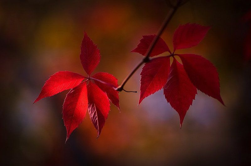 Краски осени фото превью
