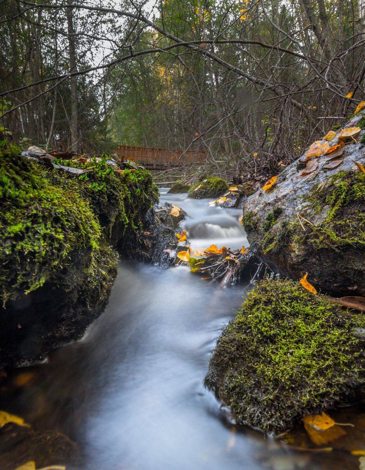 природа, карелия, осень, вода, рука, длинная выдержка, листья, Михаил Проскалов
