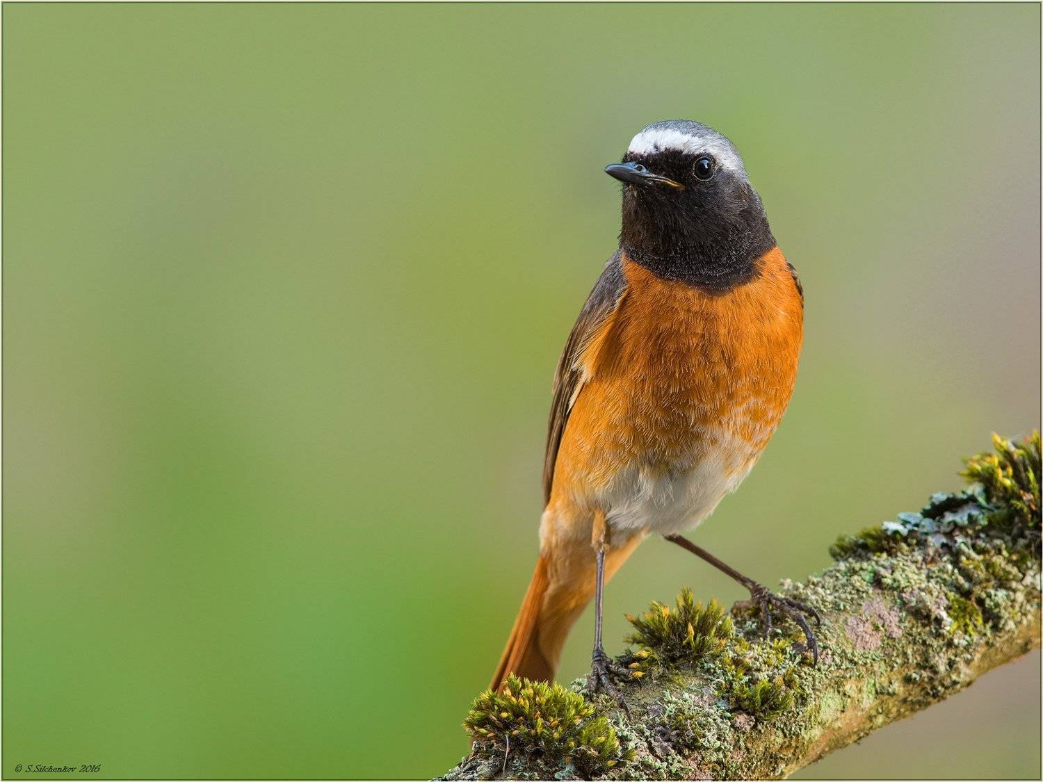 , Сергей Сильченков