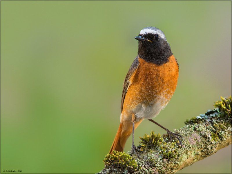 Горихвост. фото превью