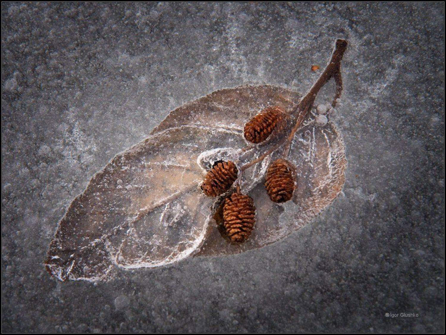 сережка ольхи, лед, листик,, Игорь Глушко