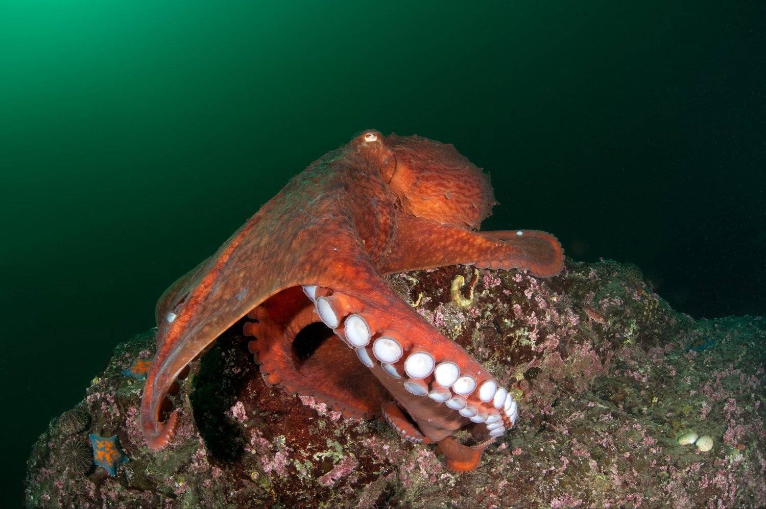 осьминог, гигант, глубина, под водой, море, океан, глубина, Алексей Кондратюк