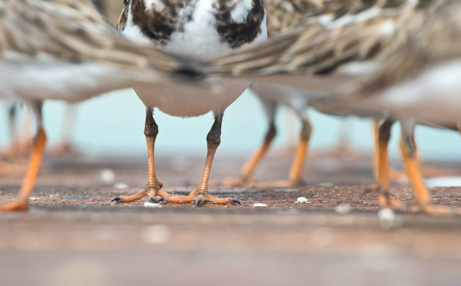 птицы, камнешарки, куба, дикая природа, животные, birds, animals, nature, wildlife, cuba, Илья Гомыранов