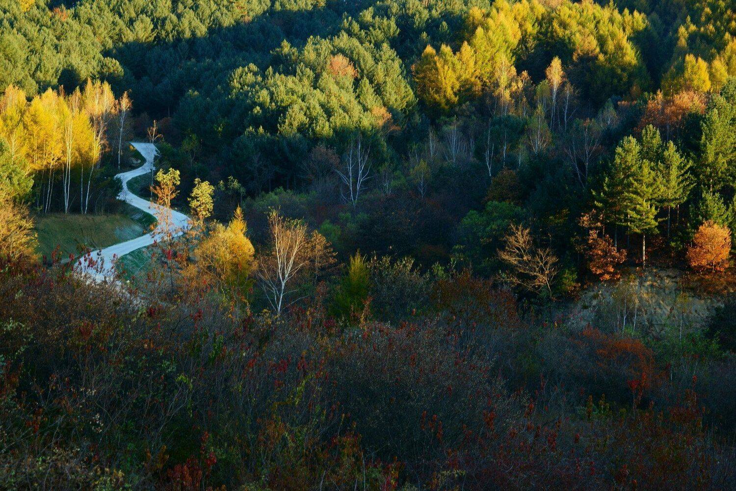asia,korea,south korea,autumn,morning,light,mountain,birch,trees,rime,frosty,path,, Shin