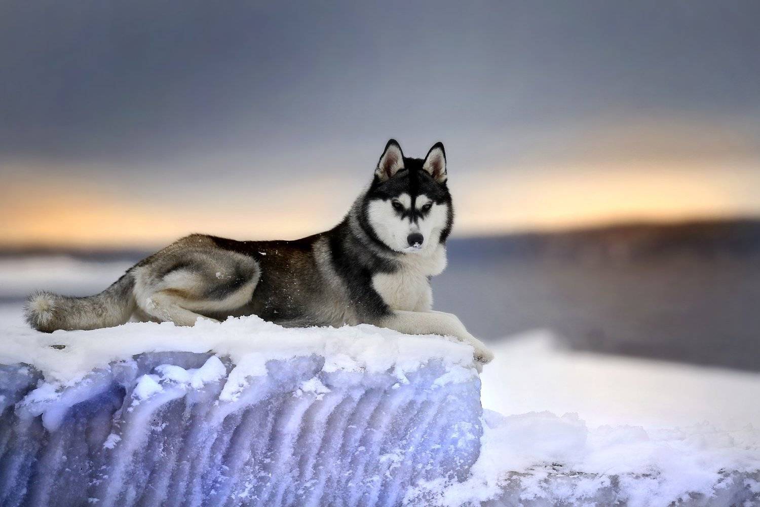 , Андрей Ершов