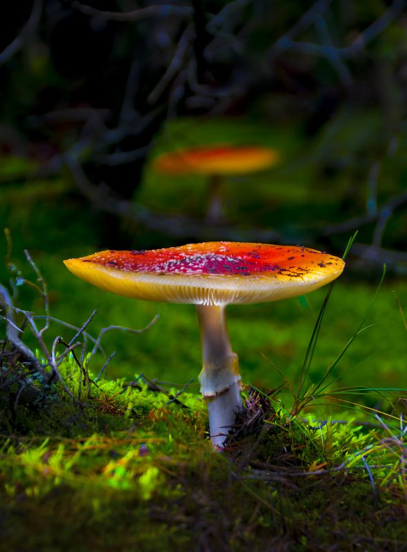 гриб, лес, утро Грибной сезон заканчивается. Выживает самый красивый ). фото превью