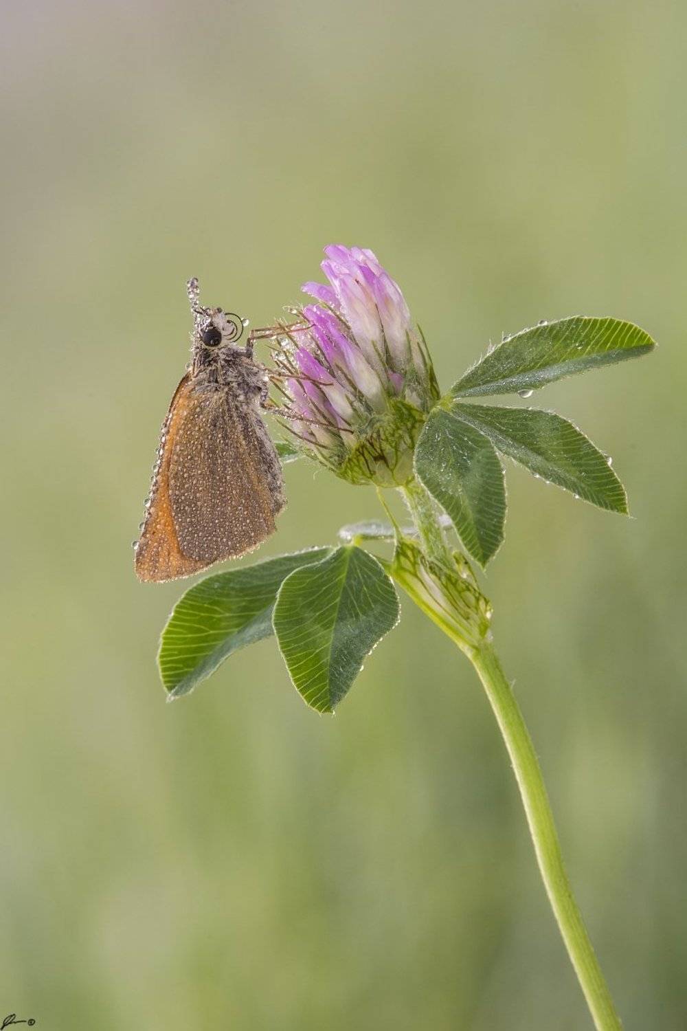 macro, makro, insect, wildlife, nature, butterfly,, Mariusz Oparski