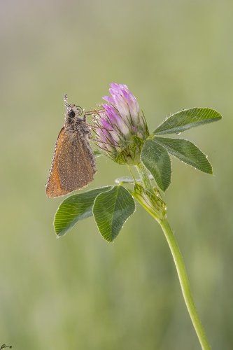 Thymelicus sp.