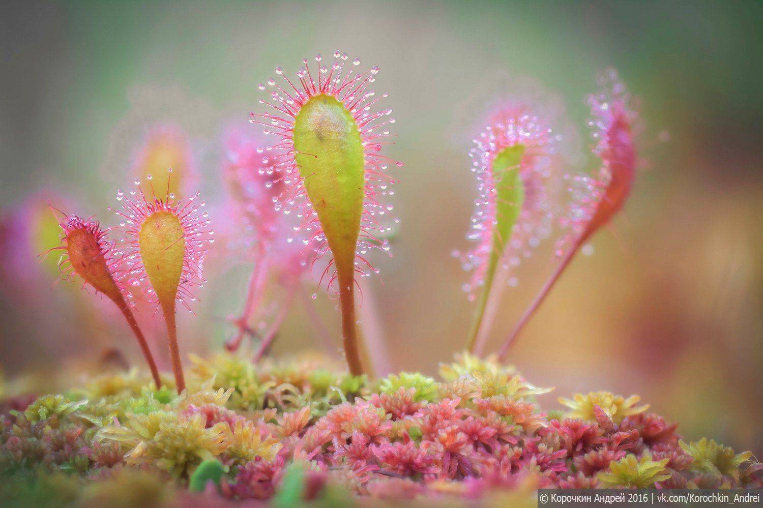росянка, Андрей Корочкин