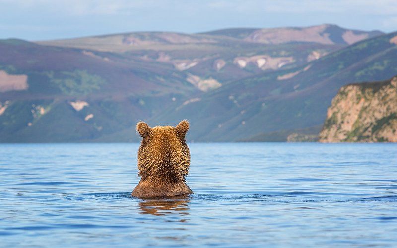 Камчатка, медведи Грусть фото превью