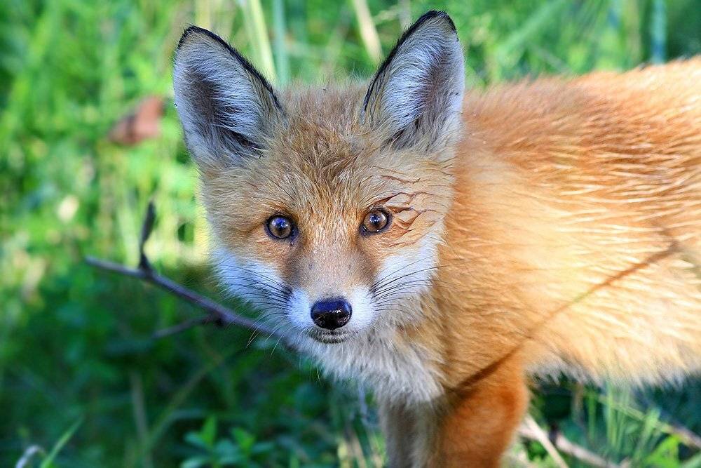 лисёнок, роса,лосиный остров,, Михаил Крюков