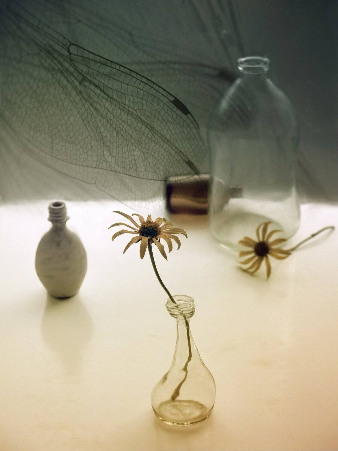 цветок, природа, крылья, лето, бутылка, натюрморт, арт, Елена