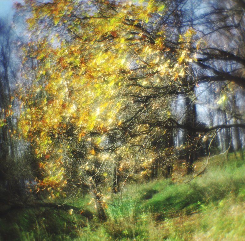 medium format, monolens, film 120, пейзаж, 6х6, осень, листья, плёнка, киев 60, парк, монокль, романтическая, живопись, davydov Склон и дубовые ветви фото превью