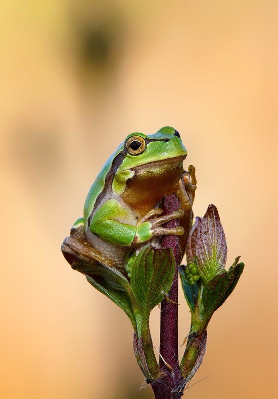 ...... фото превью