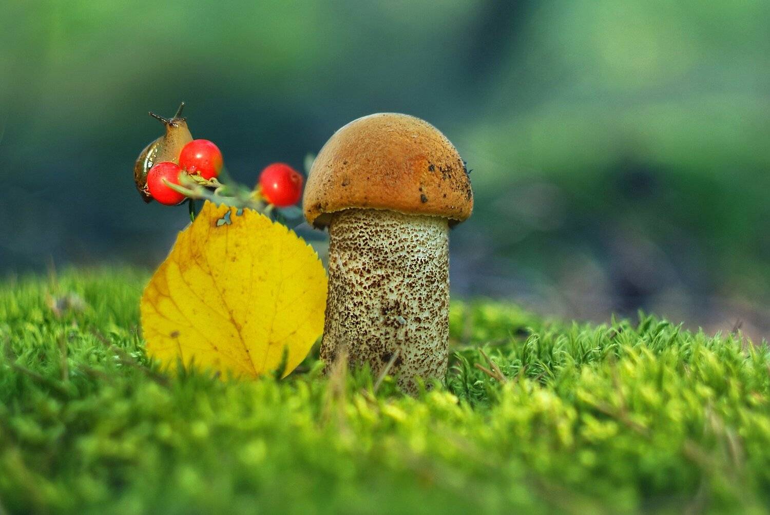 грибы лето природа, Александр Гвоздь