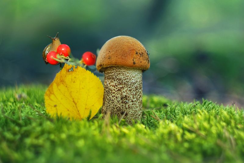 Лесные истории фото превью