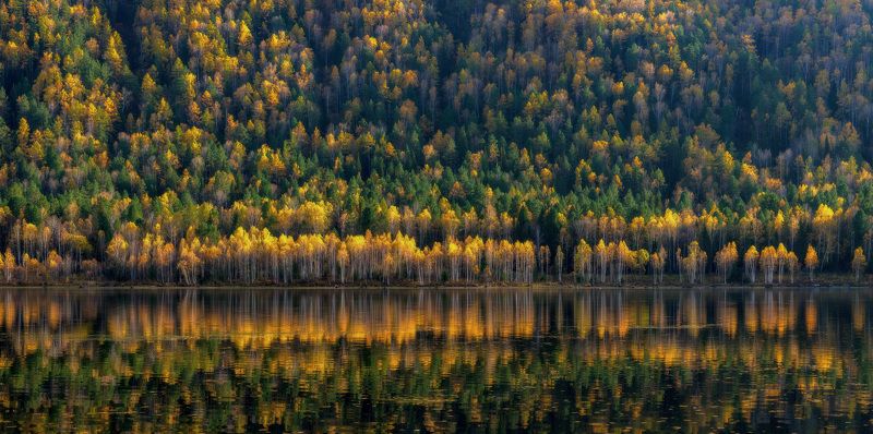 сибирь, осень, река, желтые деревья Осенняя палитра фото превью